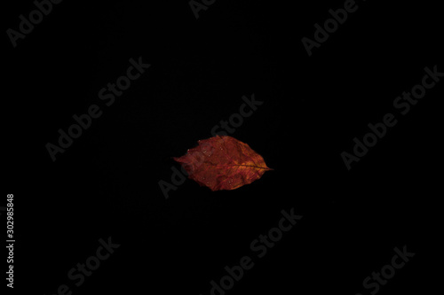 autumn leaves on black backdrop