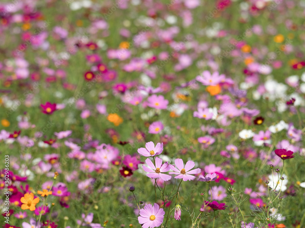 Obraz premium 満開のコスモス畑