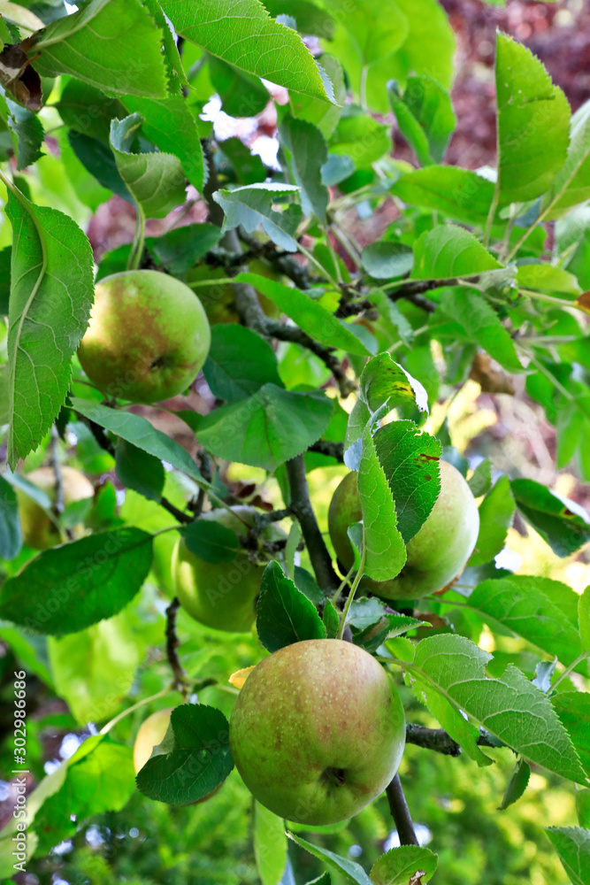 Grüne Äpfel hängen am Apfelbaum - Golden Delicius Grüne Äpfel hängen am Apfelbaum - Golden Delicius