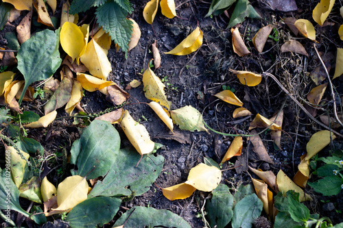 Fallen leaves on the ground. yellow fallen autumn leaves on the ground. yellow fallen autumn leaves on black soil
