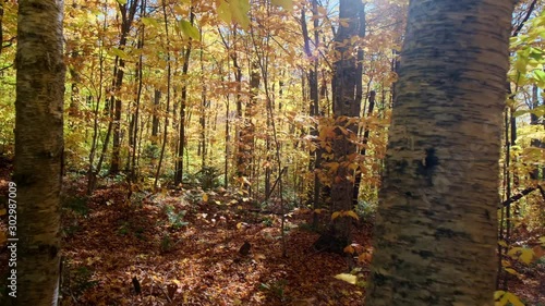 Walkthrough Autumn Forest - 4K Footage