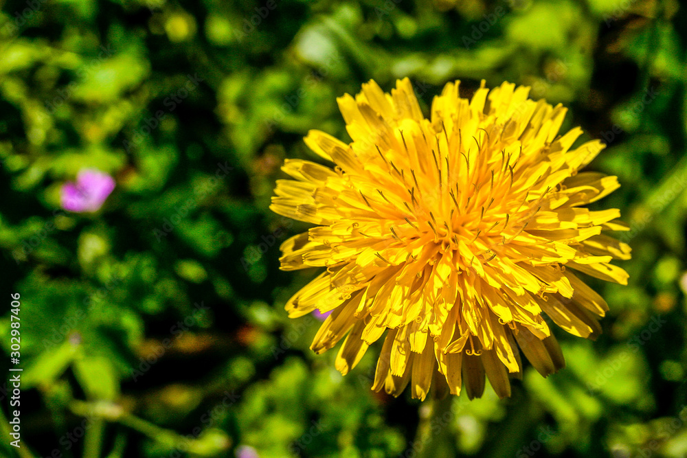 Flower of name Wild Dandelion on grass background. Wild flower, fresh, yellow Flower of name Wild Dandelion on grass background. Wild flower, fresh, yellow