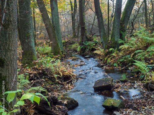 Long exposure magic forest stream cascade creek in autumn with stones, moss, ferns and colorful fallen leaves and trees in luzicke hory lusitian mountain in czech republic photo