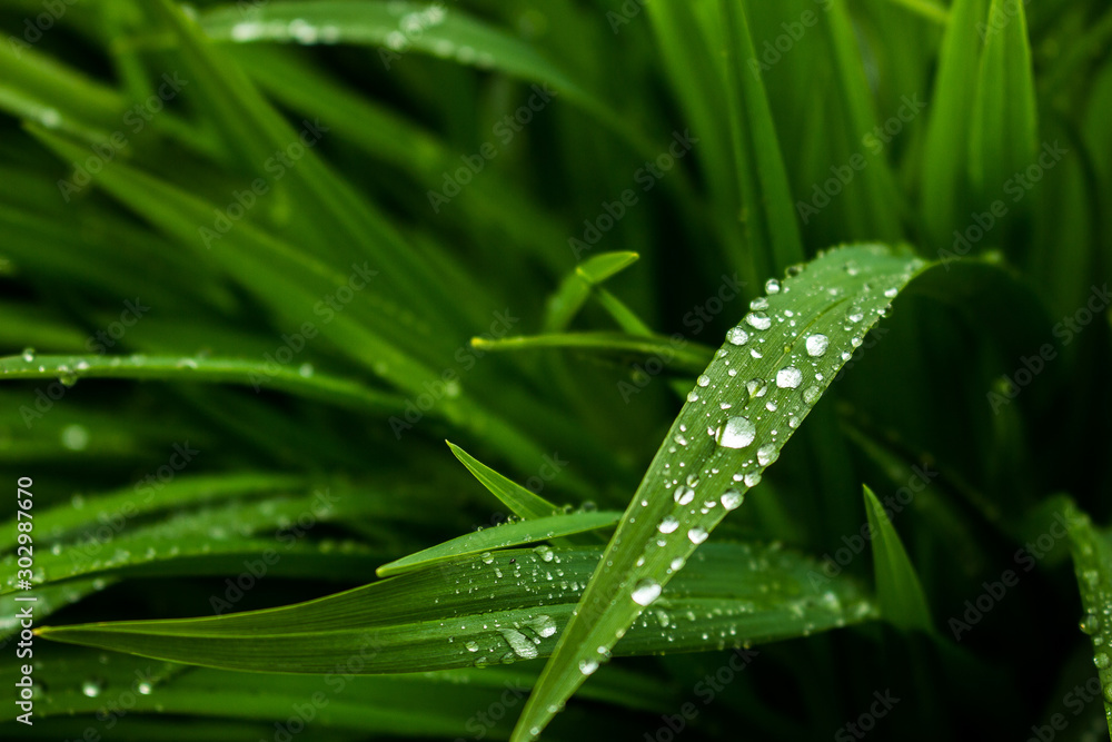 Close-up of a leaf with raindrops Close-up of a leaf with raindrops