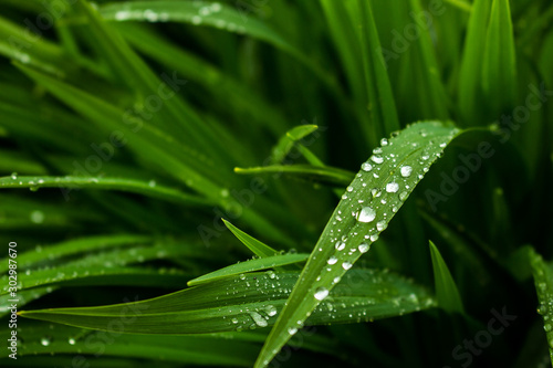 Close-up of a leaf with raindrops