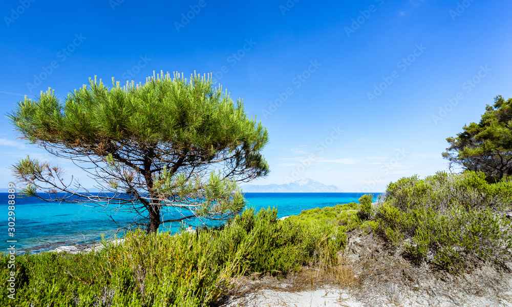 Baum an der Küste mit Meer im Hintergrund