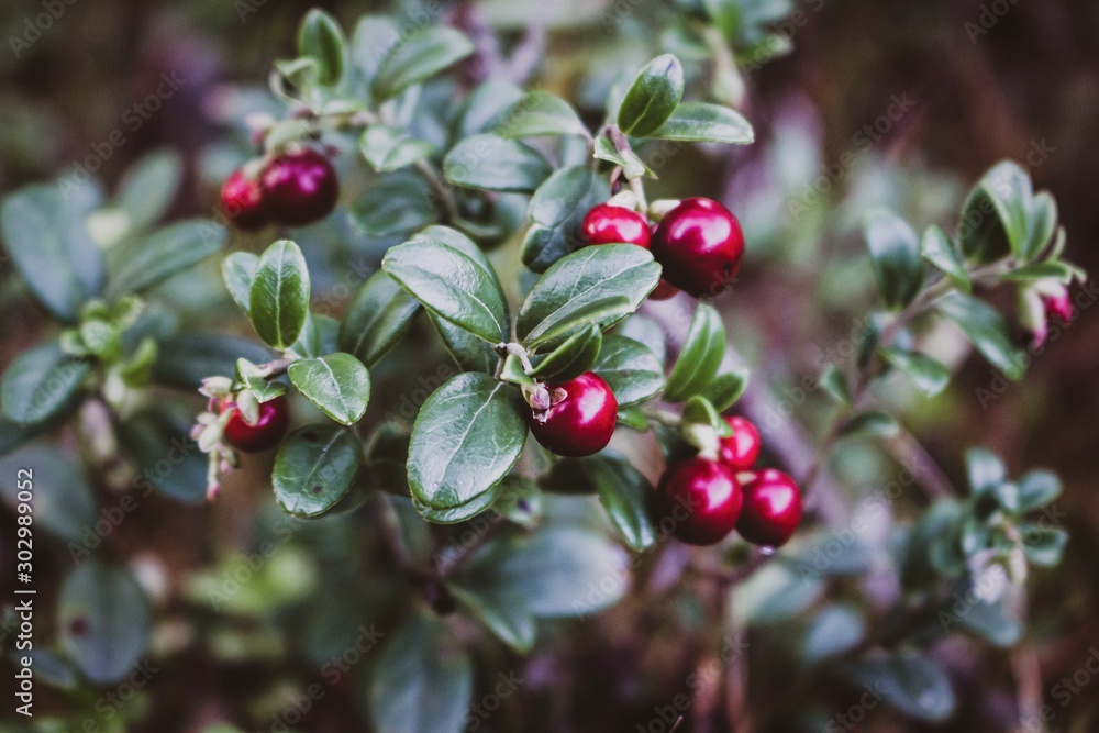 Obraz premium Forest Nature Red Berries Leaves
