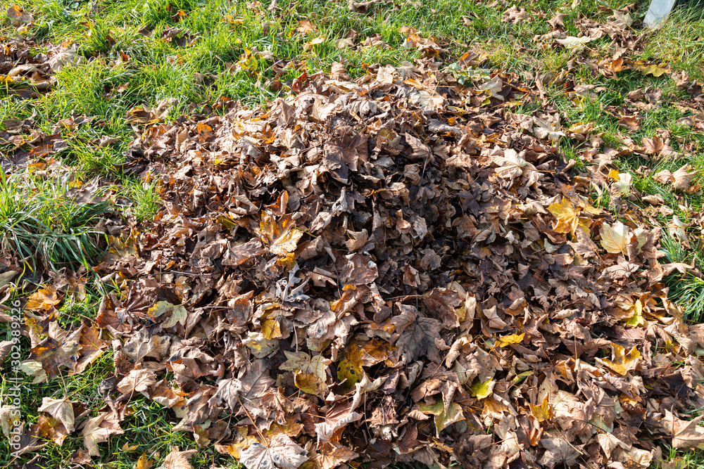 brown red autumn pile on a green meadow normal colors brown red autumn pile on a green meadow normal colors