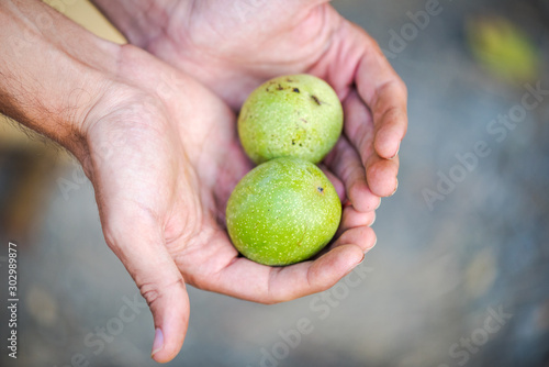 Man holding green walnuts in his hands.