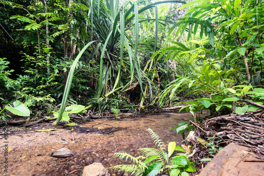 Obraz premium Bach im Tropenwald