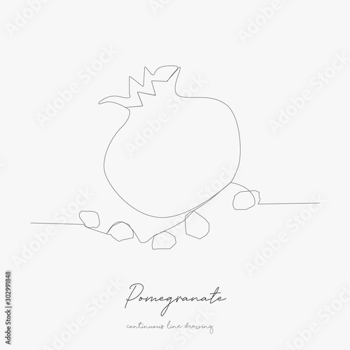 continuous line drawing. pomegranate. simple vector illustration. pomegranate concept hand drawing sketch line.