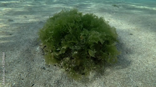 islet with green algae Sea Lettuces, Ulva on seabed, and glare of the sun on a sandy bottom. Mediterranean Sea photo