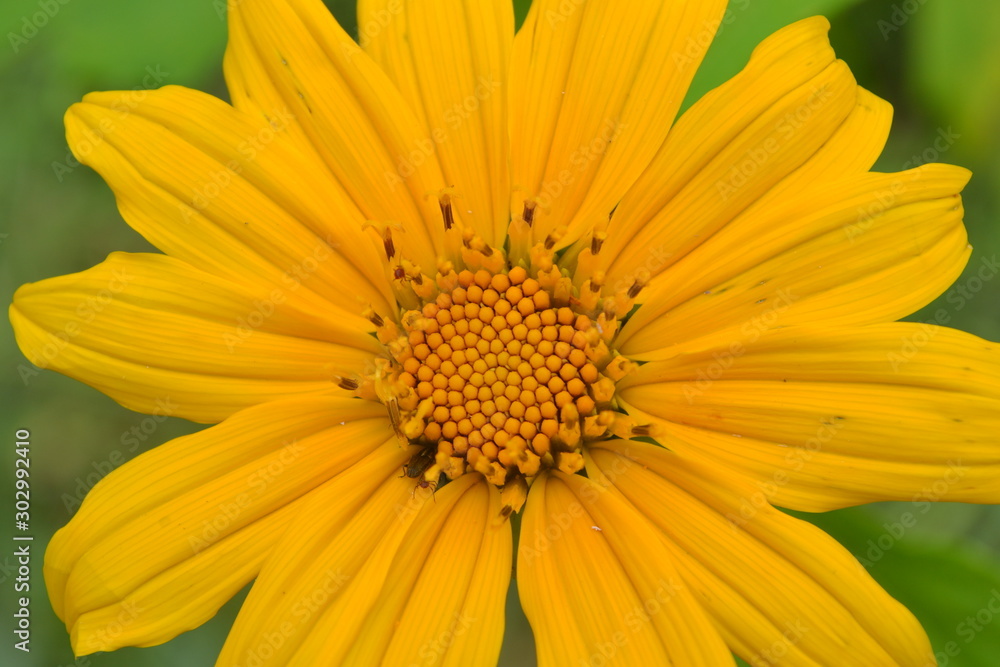 yellow flower on green background yellow flower on green background
