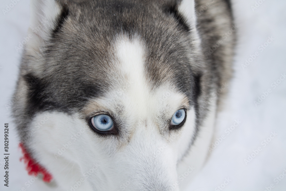dog with blue eyes