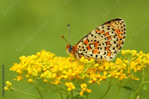 Melitaea trivia 779