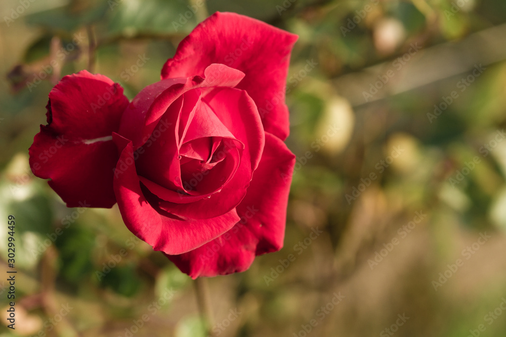 rose rose