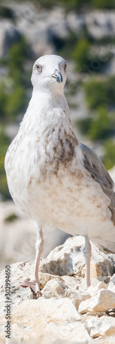 portrait of sweet seagull. Seagull looking to lens