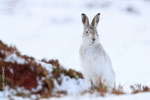 Mountain hare sitting on white snow