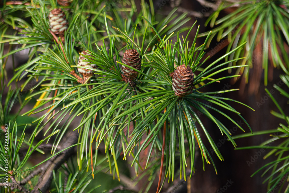 closeup shot of pine cones on a pine tree closeup shot of pine cones on a pine tree