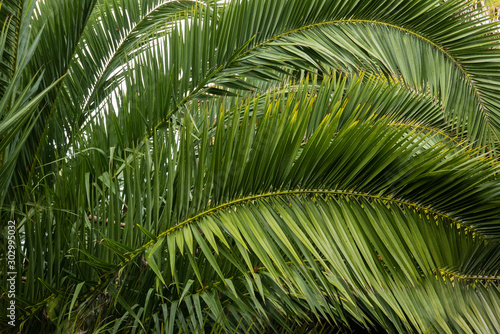 All over pattern of bright green palm fronds