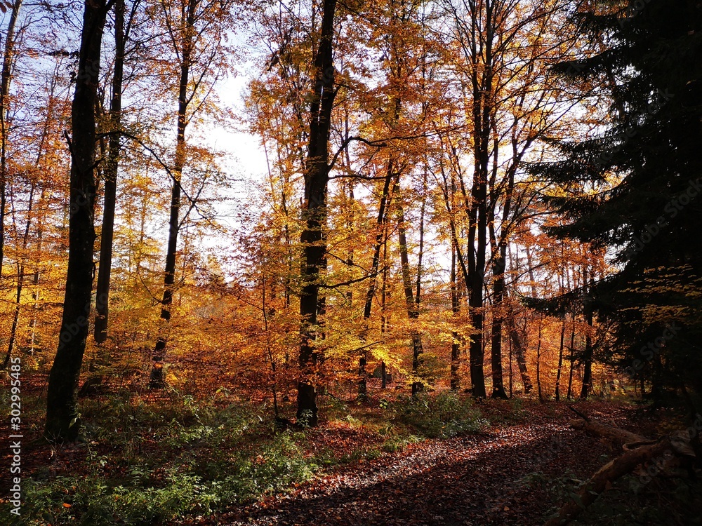 Obraz premium autumn in the forest