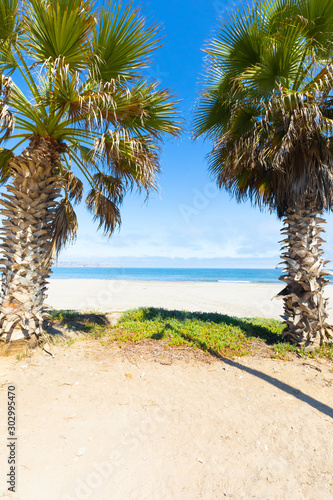 Chile La Serena palms on the beach photo