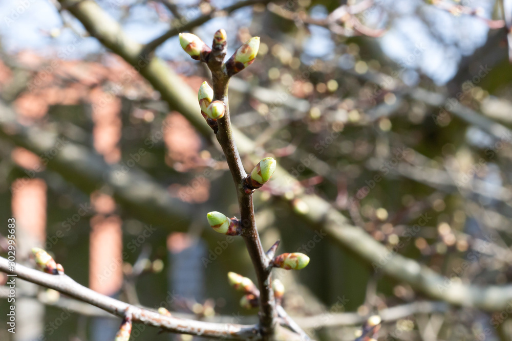 Spring has sprung - buds and shoots Spring has sprung - buds and shoots