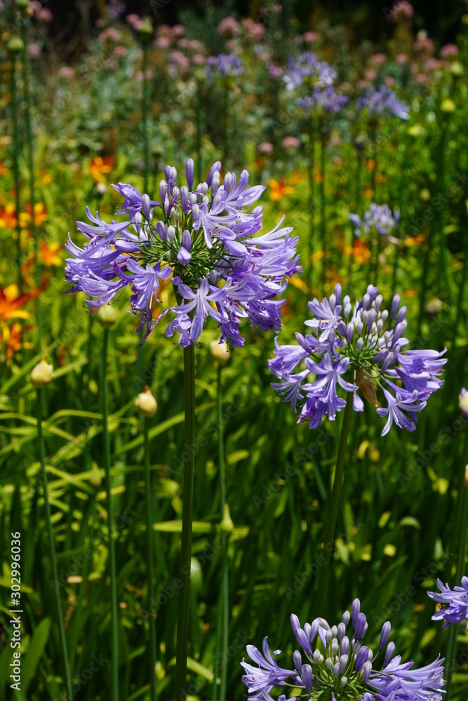 Wild flowers in Park Güell Wild flowers in Park Güell