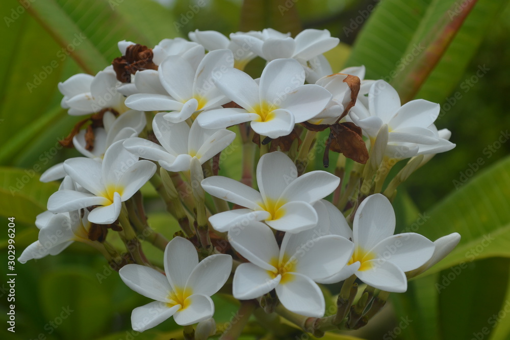Fototapeta premium white flowers on green background