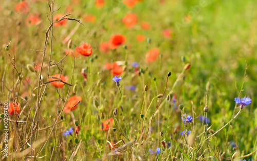Colourful Meadow full of Poppies and Cornflowers, soft background.