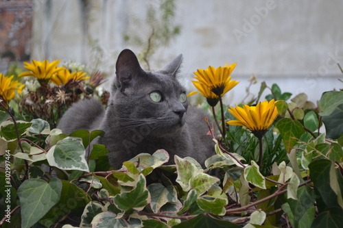 cat and flowers