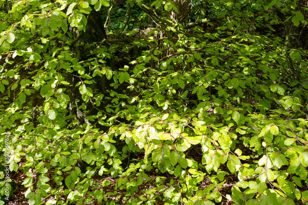 Spring has sprung 1 Spring has sprung 1