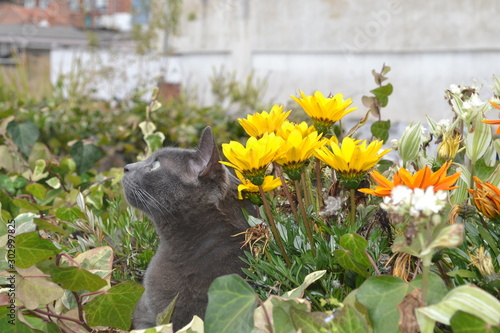 cat and flowers