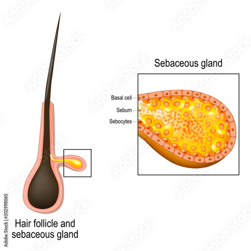 hair follicle. Cross section of sebaceous gland.