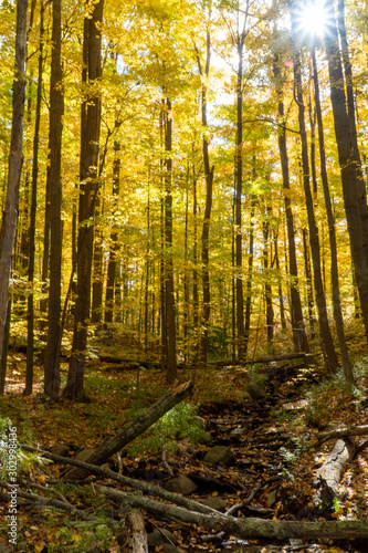 Fototapeta Naklejka Na Ścianę i Meble -  Pennsylvania forest in autumn
