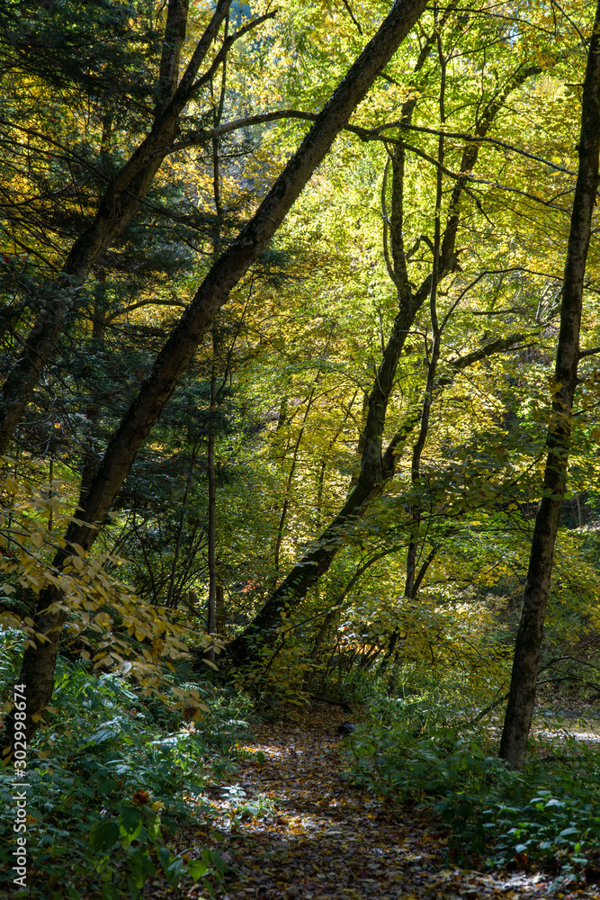 Autumn forest in Pennsylvania