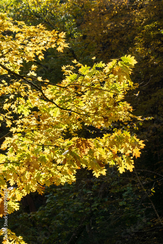 Autumn leaves on tree