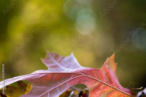 horizontal macro image of red oak leaf in foreground with room for text. Background is soft bokeh greens and blues. 