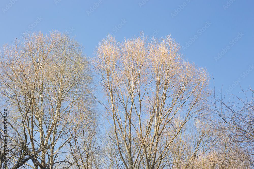 Texture background of tree branches on a background of blue sky. Texture background of tree branches on a background of blue sky.