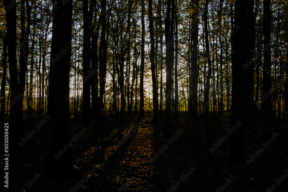 Schatten des Waldes