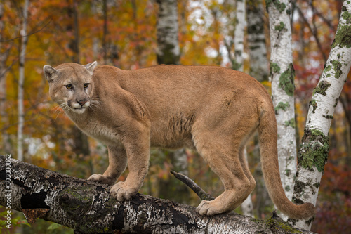 Adult Male Cougar (Puma concolor) Stares Back Atop Birch Branch Autumn