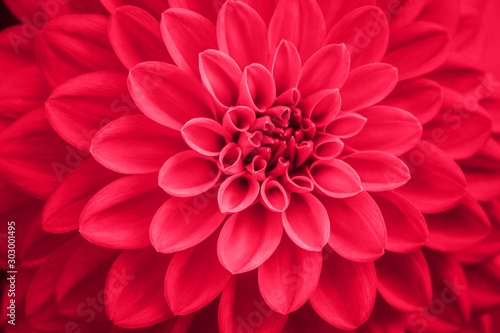 defocused pink coral dahlia petals macro, floral abstract background. Close up of flower dahlia for background, Soft focus. © Olena