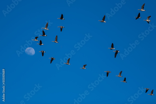 Greater white-fronted geese migration.