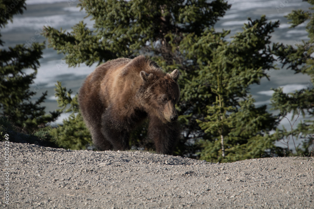 Fototapeta premium Grizzly bear in the forest and along side the road. Banff National Park, Alberta, Canada
