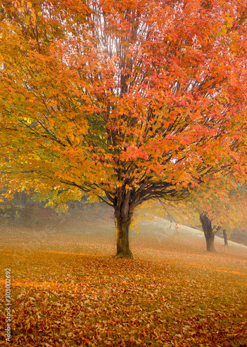 Maple Tree in the Autumn with Orange Leaves