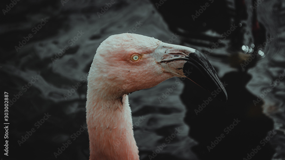 Fototapeta premium Flamenco color rosado con blanco y pico color negro mirando hacia el lado