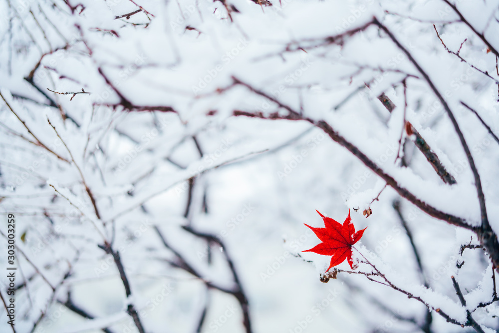 Foto 雪ともみじ