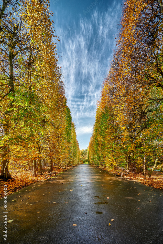 Obraz premium Gdansk, Poland, autumn - fragment of the Oliwa Park in the Gdansk Oliwa district