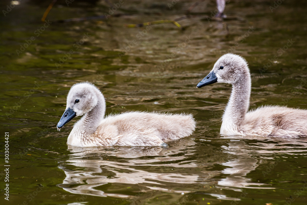 Two grey ducklings of swan swimming on the river
