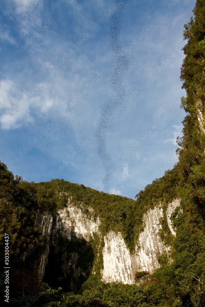 Bats leaving the deer cave in Mulu National Park, Borneo